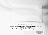 Phoma longissima image